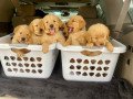 beautiful-golden-retriever-puppies-small-0