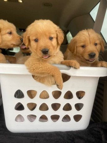 beautiful-golden-retriever-puppies-big-1