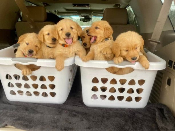 beautiful-golden-retriever-puppies-big-0