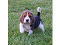 beagle-puppies-available-for-sale-small-1