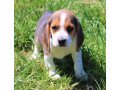 beagle-puppies-available-for-sale-small-0
