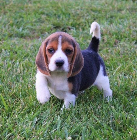 beagle-puppies-available-for-sale-big-1