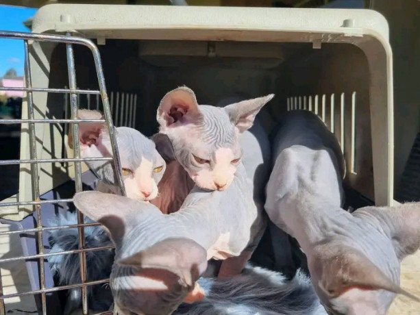 male-and-female-sphynx-kittens-big-0