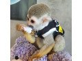 adorable-capuchin-monkey-small-0