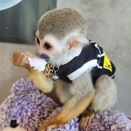 adorable-capuchin-monkey-big-0