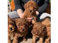 gorgeous-toy-poodle-puppies-for-sale-small-1
