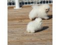 adorable-pedigree-pomeranian-puppies-ready-small-2