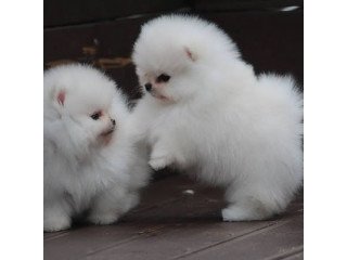 Adorable Pedigree Pomeranian Puppies ready