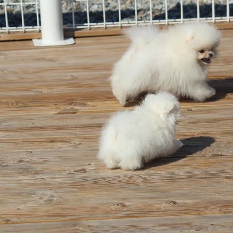adorable-pedigree-pomeranian-puppies-ready-big-2