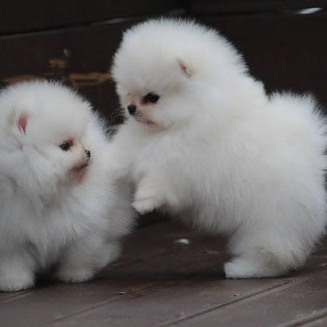 adorable-pedigree-pomeranian-puppies-ready-big-0