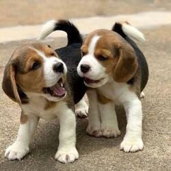cute-beagle-puppies-available-big-0