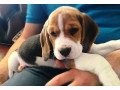 cute-beagle-puppies-available-small-0