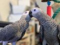 adorable-african-grey-parrots-small-0
