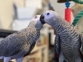 adorable-african-grey-parrots-big-0