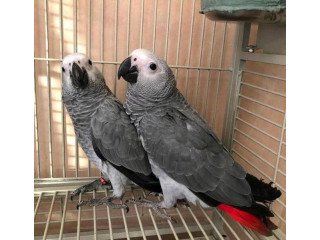 Adorable African Grey Parrots