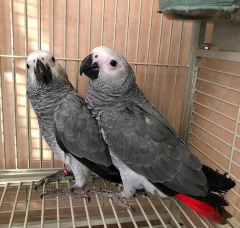 adorable-african-grey-parrots-big-0