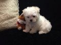top-class-maltese-puppies-available-small-0