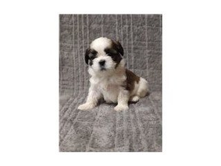 Gorgeous shih Tzu puppies available