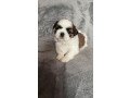 gorgeous-shih-tzu-puppies-available-small-0
