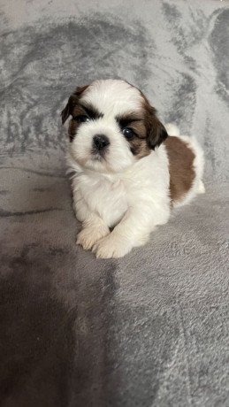 gorgeous-shih-tzu-puppies-available-big-0