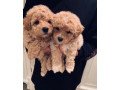 toy-poodle-puppies-small-0