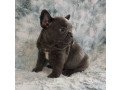 adorable-french-bulldog-puppies-small-0