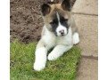 adorable-akita-puppies-small-0