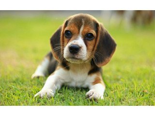 Cute Beagle puppies available