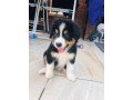 sweet-bernese-mountain-puppies-small-0
