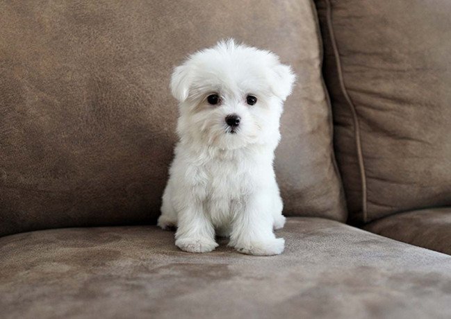 bichon-fries-puppies-available-big-0