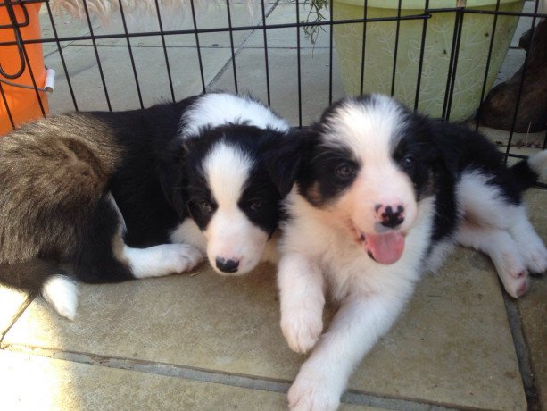 lovely-border-collie-puppies-big-0
