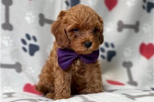 lovely-pure-cavapoo-puppies-big-0