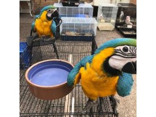 Beautiful  Macaws Parrots