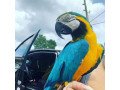 beautiful-macaws-parrots-small-0