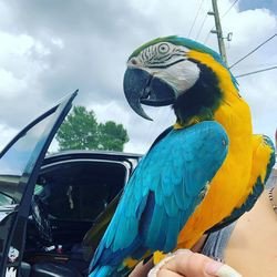 beautiful-macaws-parrots-big-0