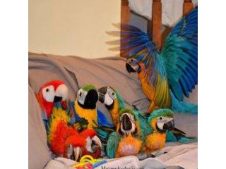 Beautiful  Macaws Parrots