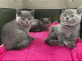 british-shorthair-kittens-small-0