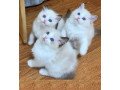 hand-raised-ragdoll-kittens-small-0