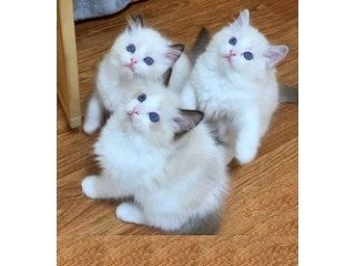 Hand-Raised Ragdoll Kittens