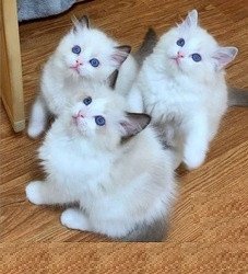 hand-raised-ragdoll-kittens-big-0