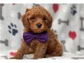 lovely-pure-cavapoo-puppies-small-0