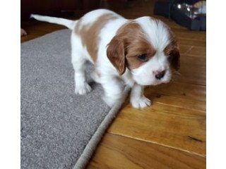Cavalier King Charles Puppies.