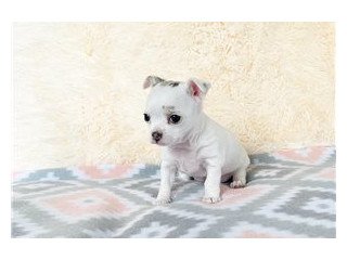 Beautiful Chihuahua Puppies for Rehoming