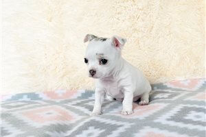 beautiful-chihuahua-puppies-for-rehoming-big-0