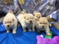 chow-chow-puppies-available-small-0