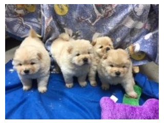 Chow chow Puppies available!