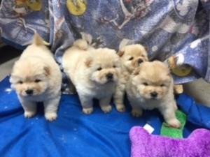 chow-chow-puppies-available-big-0