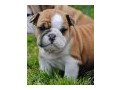 english-bulldogs-for-rehoming-small-0
