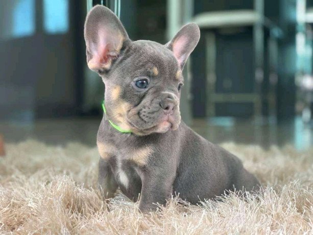 adorable-french-bulldog-puppies-big-0