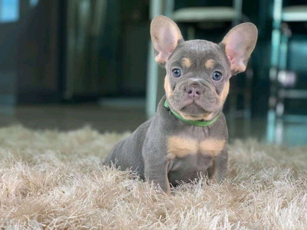adorable-french-bulldog-puppies-big-0